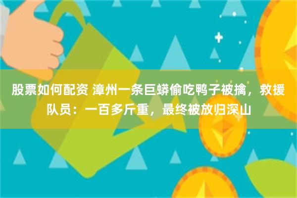 股票如何配资 漳州一条巨蟒偷吃鸭子被擒，救援队员：一百多斤重，最终被放归深山